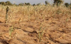 Agriculture : La FAO appelle à aider davantage les petits exploitants agricoles à s'adapter au changement climatique Agriculture : La FAO appelle à aider davantage les petits exploitants agricoles à s'adapter au changement climatique
