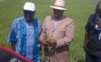 Agriculture : Macky  Sall veut une évaluation du Programme national d’autosuffisance en riz Agriculture : Macky  Sall veut une évaluation du Programme national d’autosuffisance en riz