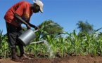 Gouvernance de la sécurité alimentaire : La FAO et le Sénégal renforcent leur coopération