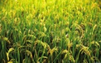 Culture du riz : Hausse continue de la production de riz depuis 2014