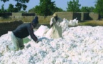 Cultures industrielles: Baisse des productions arachidières et cotonnières