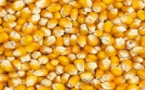 Sénégal : Baisse du prix du maïs en janvier