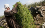 La sécurité alimentaire : La situation se détériore au Proche-Orient et en Afrique du Nord