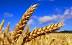 Céréales : Le gouvernement américain table sur 3175,6 millions de tonnes