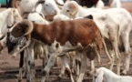 Mouton de Tabaski : 20% des ménages souhaitent une subvention de l’Etat
