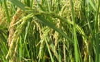 RIZ : 597,3 millions de tonnes attendues en avril RIZ : 597,3 millions de tonnes attendues en avril