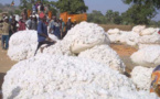 Cultures d’exportation dans l’Umoa : Hausse de la production de coton graines au 1er trimestre 2017
