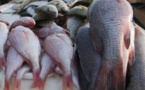 DEFICIT DE CONSOMMATION DE POISSON A  KAFFRINE ,LINGUERE ET TAMBA : Le programme Go-WAMER distribue 30 caisses isothermes