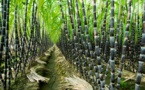 SUCRE : L’Organisation mondiale du sucre souligne un excédent de 3 millions de tonnes SUCRE : L’Organisation mondiale du sucre souligne un excédent de 3 millions de tonnes