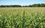 Maïs : La production mondiale en baisse de 0,3% Maïs : La production mondiale en baisse de 0,3%