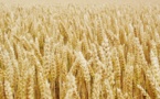 Blé : Baisse de 0,1% pour la campagne 2017-2018 Blé : Baisse de 0,1% pour la campagne 2017-2018