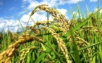 Production de riz : 603,7 millions de tonnes pour la campagne 2017-2018 Production de riz : 603,7 millions de tonnes pour la campagne 2017-2018