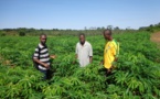Agriculture : Les pratiques d’agriculture intelligente aident les petits exploitants à faire face aux conditions météorologiques Agriculture : Les pratiques d’agriculture intelligente aident les petits exploitants à faire face aux conditions météorologiques