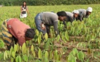 Agriculture : La Banque mondiale organise une Conférence pour soutenir l'assurance indicielle