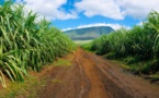 Sucre Blanc: La production en hausse de1, 6 millions pour 2017-2018
