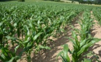 Mais: La production mondiale de maïs attendue à 1044,7 millions de tonnes pour 2017- 2018