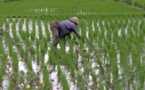 RIZ: L’offre mondiale estimée à 622,8 millions de tonnes pour 2017-2018