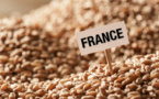 Blé tendre Français: L’offre en 2018 en net recul