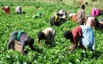 Autonomisation des femmes en agriculture :  Mobilisation  pour l’avancement de l’agenda