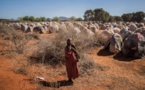 La FAO appelle à mobiliser 1,06 milliard de dollars pour lutter contre la faim dans 26 pays
