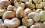 Noix de cajou : La Côte d’Ivoire conserve  sa position de 1er producteur mondial