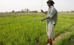 Sénégal : en cinq ans, l'AFD a investi 150 millions d'euros dans le secteur agricole