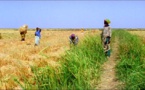 Production de riz : L’offre mondiale en hausse pour la campagne 2017-2018