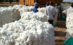 Coton : Le gouvernement du Burkina Faso  va mettre 14,6 milliards FCFA dans la filière Coton : Le gouvernement du Burkina Faso  va mettre 14,6 milliards FCFA dans la filière