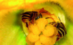 Les abeilles jouent un rôle crucial dans la sécurité alimentaire (FAO)