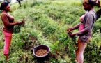 Sénégal : Vers un atelier de capitalisation des premières expériences de la phase pilote du PARERBA Sénégal : Vers un atelier de capitalisation des premières expériences de la phase pilote du PARERBA