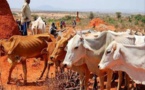 Sahel :  La Suède soutient les agriculteurs et éleveurs frappés par la sécheresse
