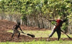 Dans la vallée du fleuve Sénégal, l'agriculture perd le quart de ses financements