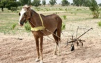 Sénégal : Une étude relève une baisse des superficies cultivées en arachide et en mil Sénégal : Une étude relève une baisse des superficies cultivées en arachide et en mil
