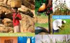 Harmonisation de la législation semencière régionale : Des organisations paysannes dénoncent le forcing de l’agribusiness