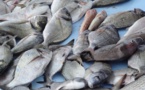 La FAO invitée à soutenir la mise en place de Plans d’action nationaux pour une pêche artisanale durable