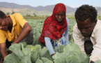 Les politiques ne doivent pas enrayer les migrations, mais optimiser leur potentiel (FAO)