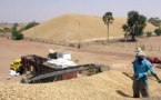 Commercialisation de l’arachide : Macky Sall  veut la fixation du prix au kilogramme