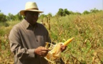Vision, engagement pour l’agriculture : Macky Sall reçoit la médaille d’or de l’Académie d’agriculture de France