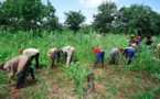 Sénégal : La campagne agricole atteint des productions  records