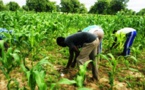 Agriculture : Le Programme de Productivité Agricole en Afrique de l’Ouest s’autoévalue