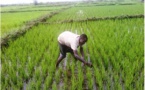 Riziculture : perspectives de production quasi-stables pour la campagne 2018-2019 
