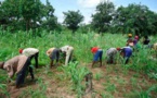Agriculture : Un programme d’adaptation pour pallier le déficit pluviométrique dans certaines régions
