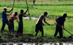 Résilience aux changements climatiques : Le Sénégal et le Fida s’associent pour l’agriculture et l’entreprenariat  rural