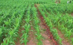 LE CORAF VEUT EXPÉRIMENTER UNE AGRICULTURE DE CONSERVATION RÉSILIENTE AUX EFFETS CLIMATIQUES LE CORAF VEUT EXPÉRIMENTER UNE AGRICULTURE DE CONSERVATION RÉSILIENTE AUX EFFETS CLIMATIQUES