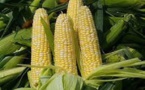 Maïs : La production mondiale estimée à 1101,2 millions de tonnes