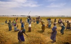 Sécurité Alimentaire : L’ambassade des USA lance le projet «DarajaalCeeb»