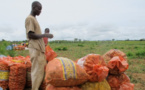 Energie,  chaines de valeurs agricoles et industrielles : Les grands axes de la stratégie de la Bad en Guinée