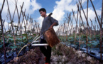 La réduction des risques de catastrophes dans l'agriculture est avantageuse pour les petits exploitants