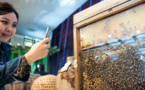 Le déclin des populations d’abeilles menace la sécurité alimentaire et la nutrition à l’échelle mondiale (ONU)