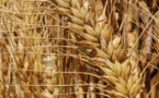 Cours du blé : Un raffermissement de 0,2% noté en avril dernier